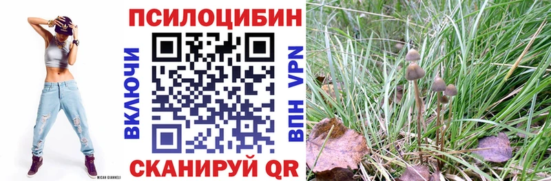 Галлюциногенные грибы Psilocybe  Апшеронск 